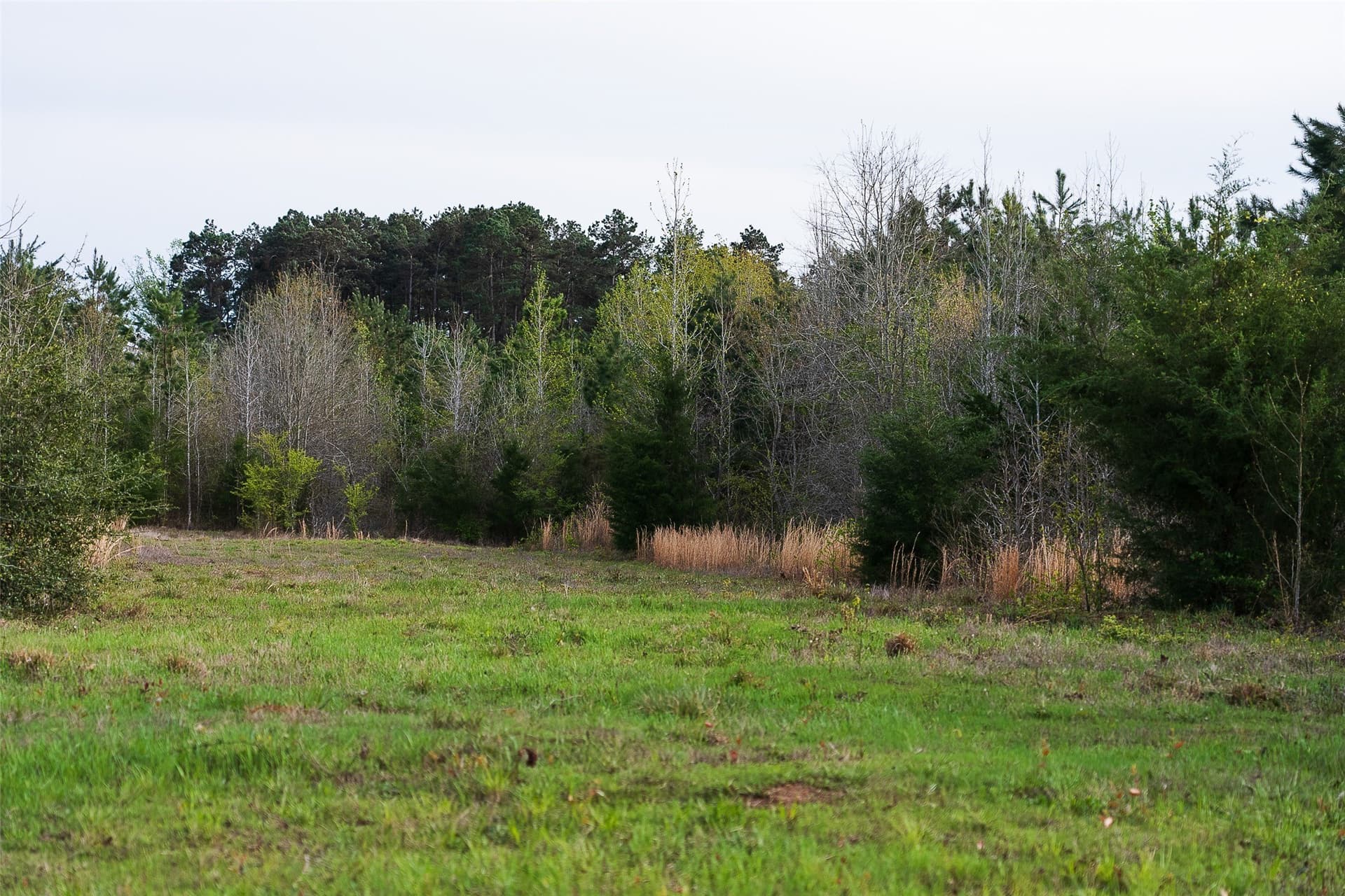 78.04 acres in Nacogdoches County - photo 17