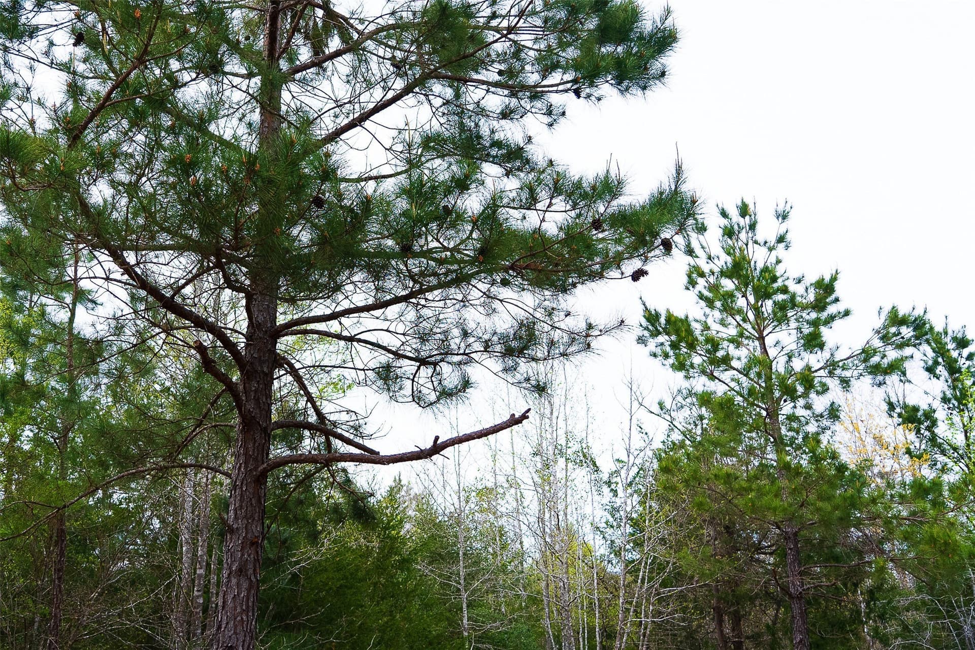 78.04 acres in Nacogdoches County - photo 34