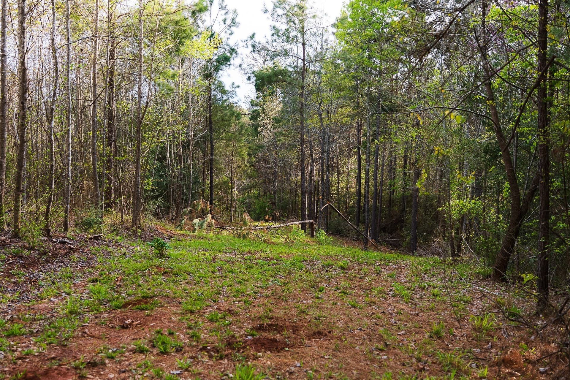 78.04 acres in Nacogdoches County - photo 38