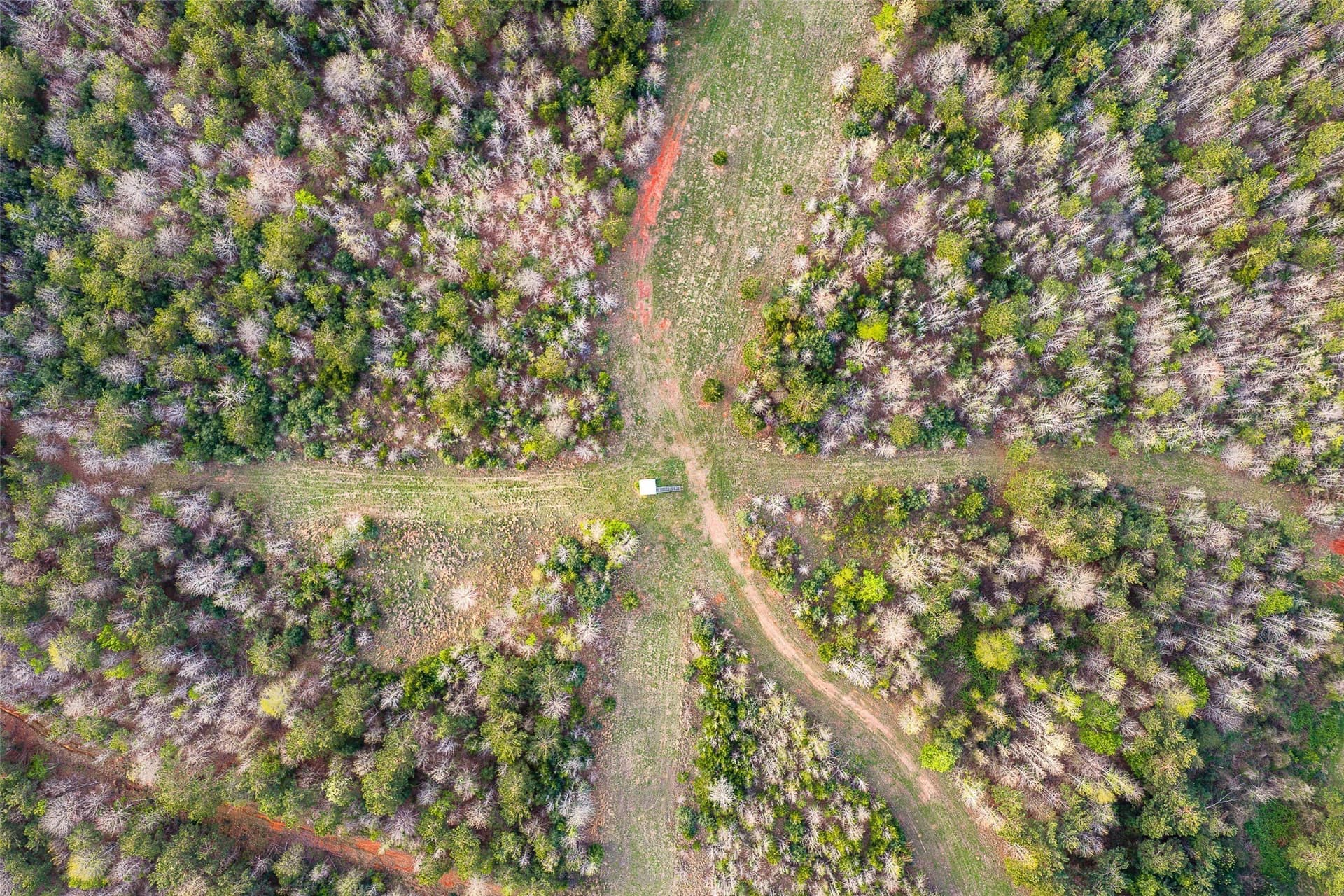 78.04 acres in Nacogdoches County - photo 6