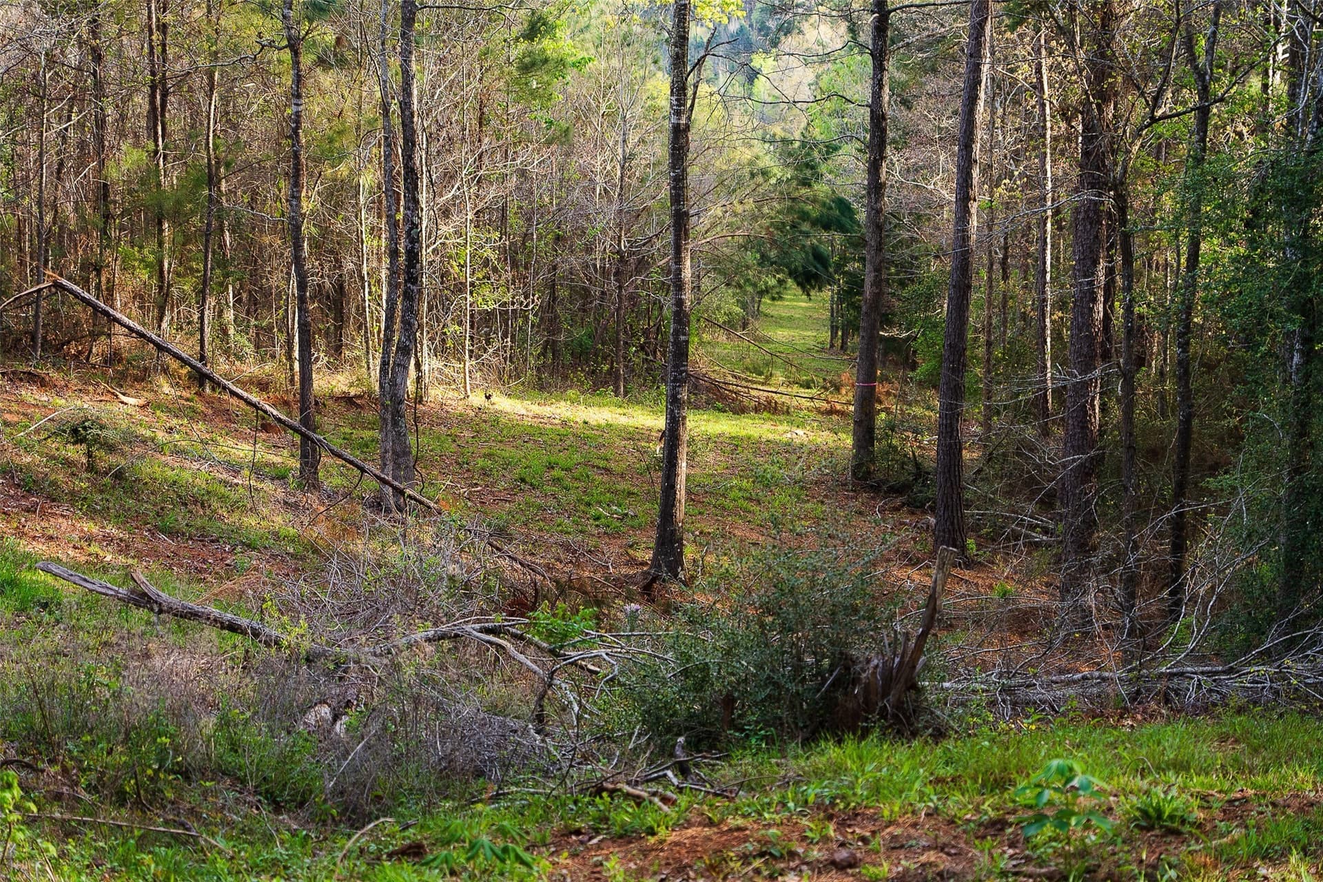78.04 acres in Nacogdoches County - photo 40