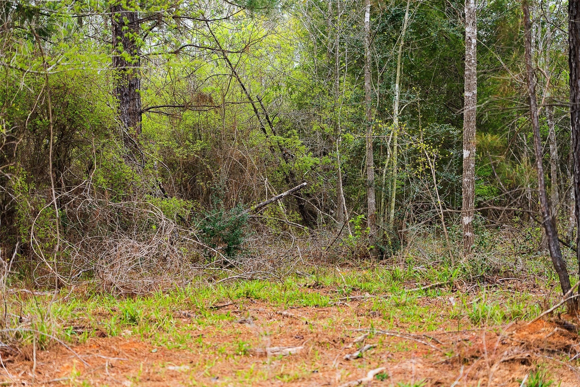 78.04 acres in Nacogdoches County - photo 27