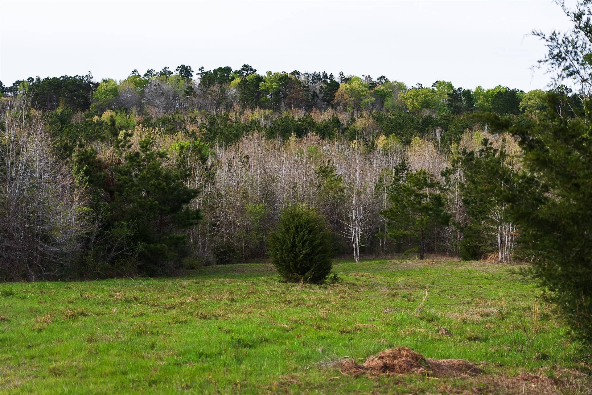 78.04 acres in Nacogdoches County - photo 19