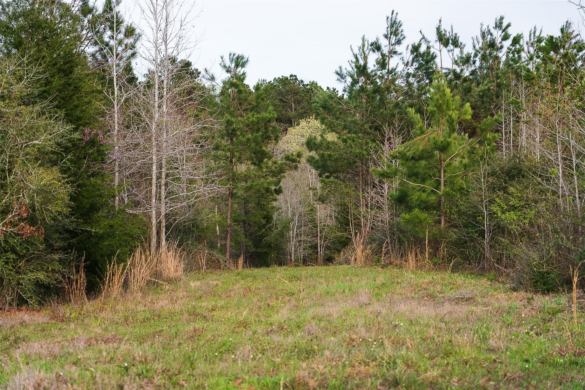 78.04 acres in Nacogdoches County - photo 18