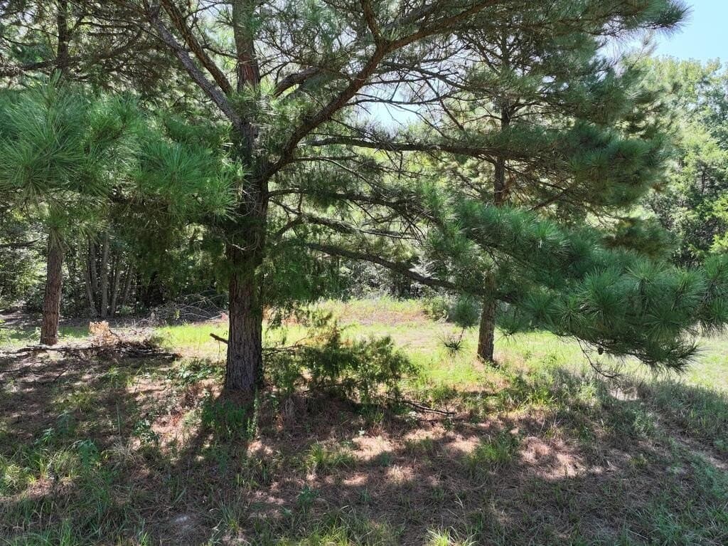 15.19 acres in Upshur County - photo 8