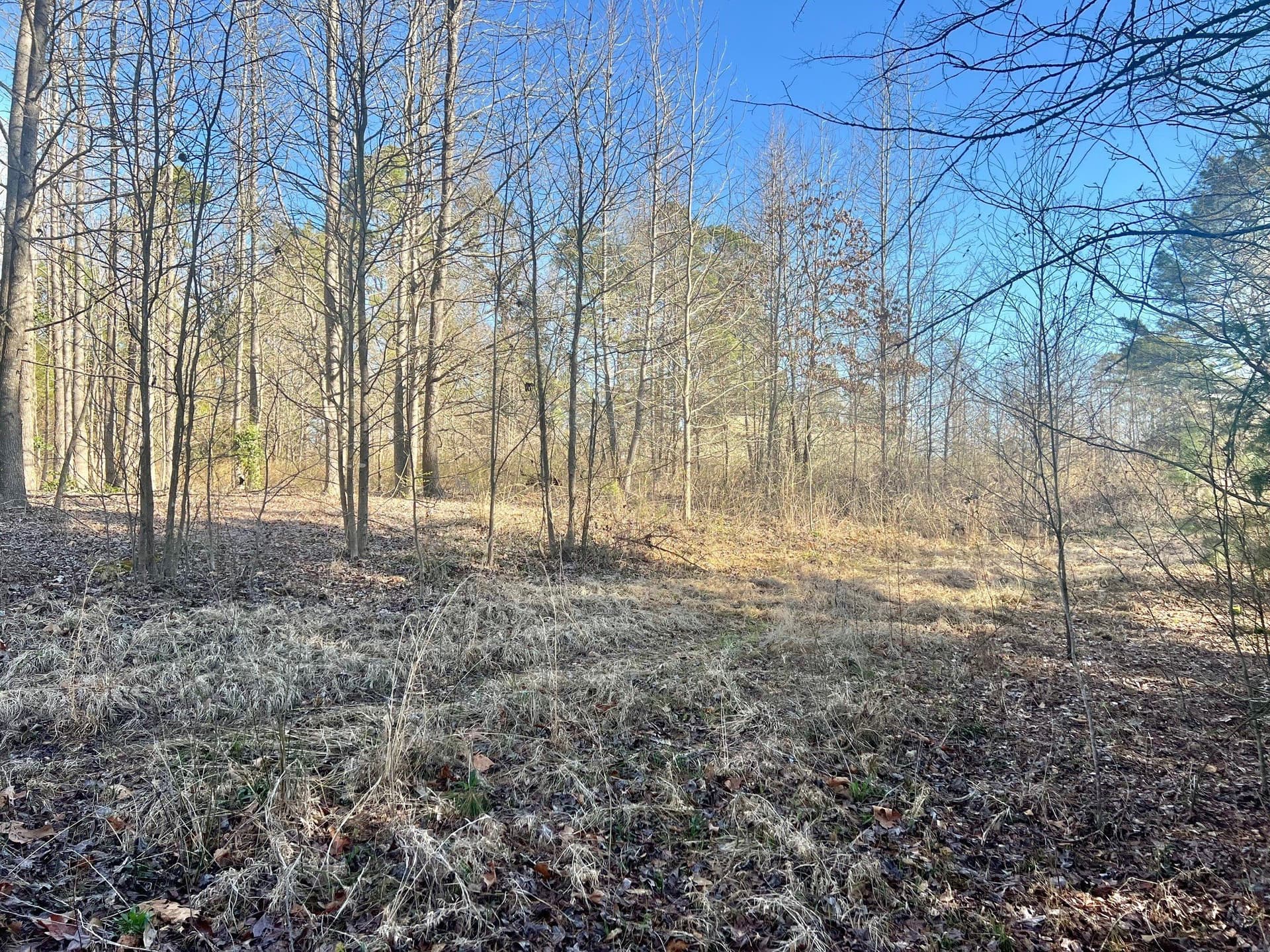 166.63 acres in Titus County - photo 2