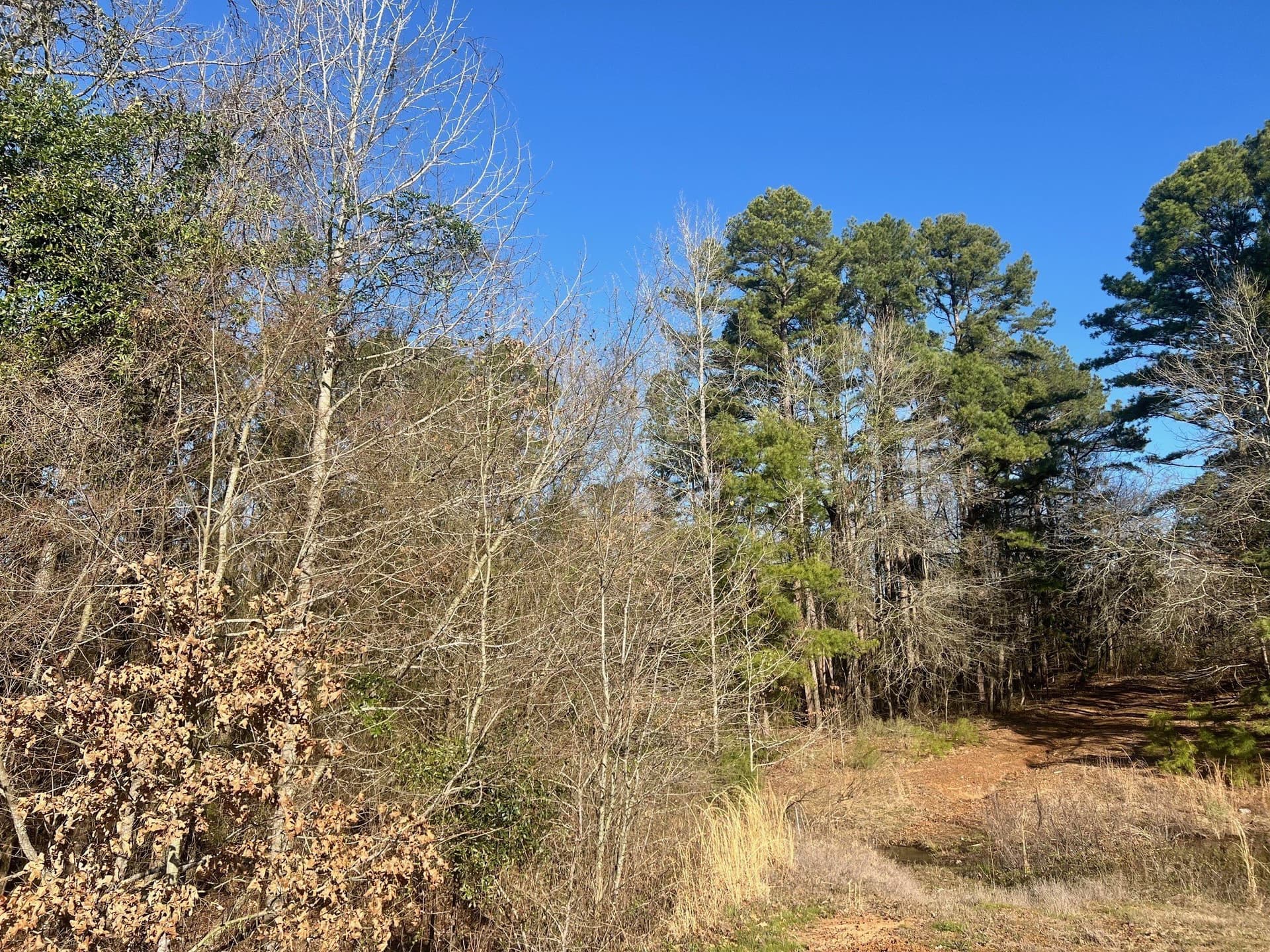 166.63 acres in Titus County - photo 6