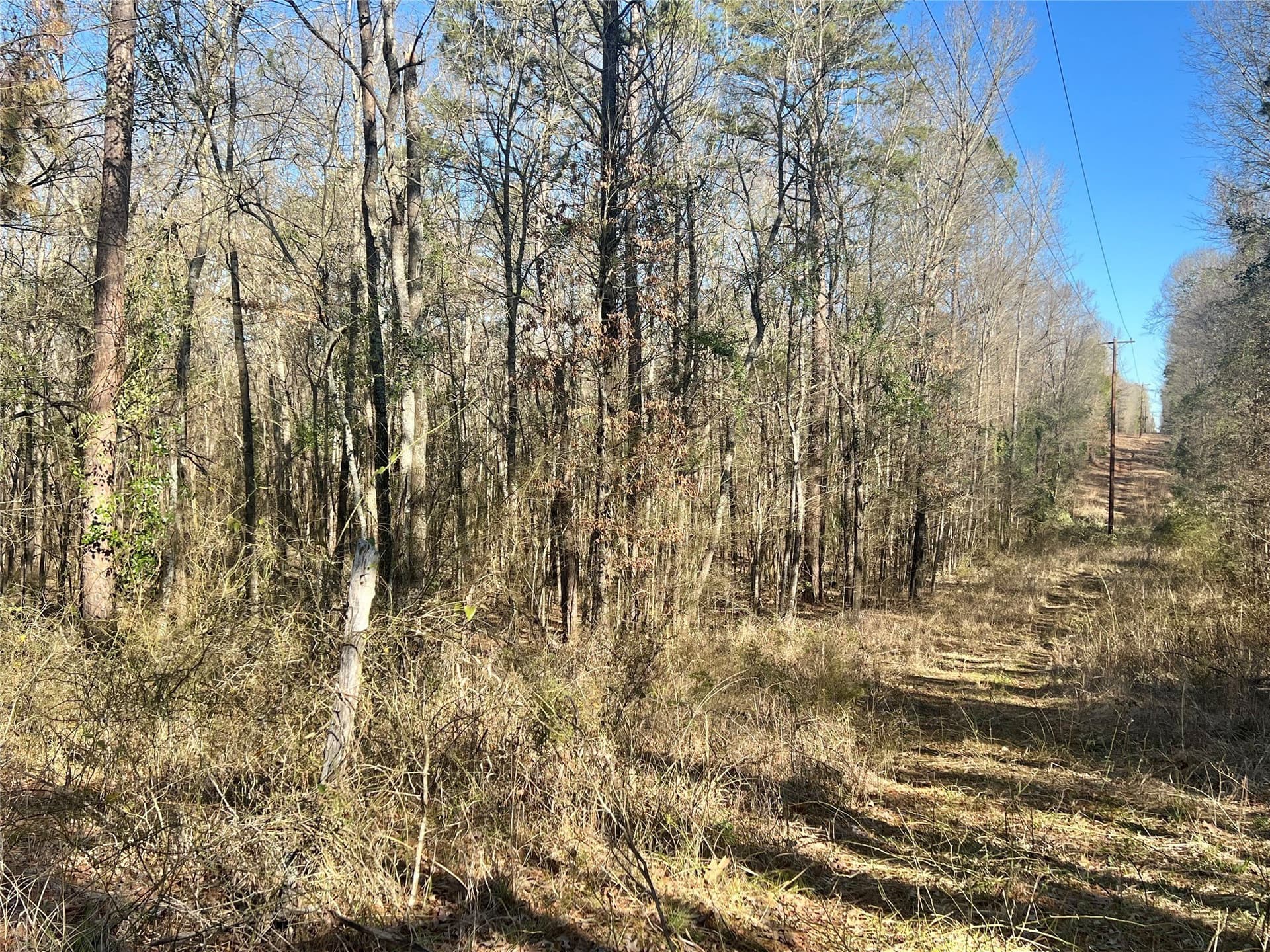 166.63 acres in Titus County - photo 11