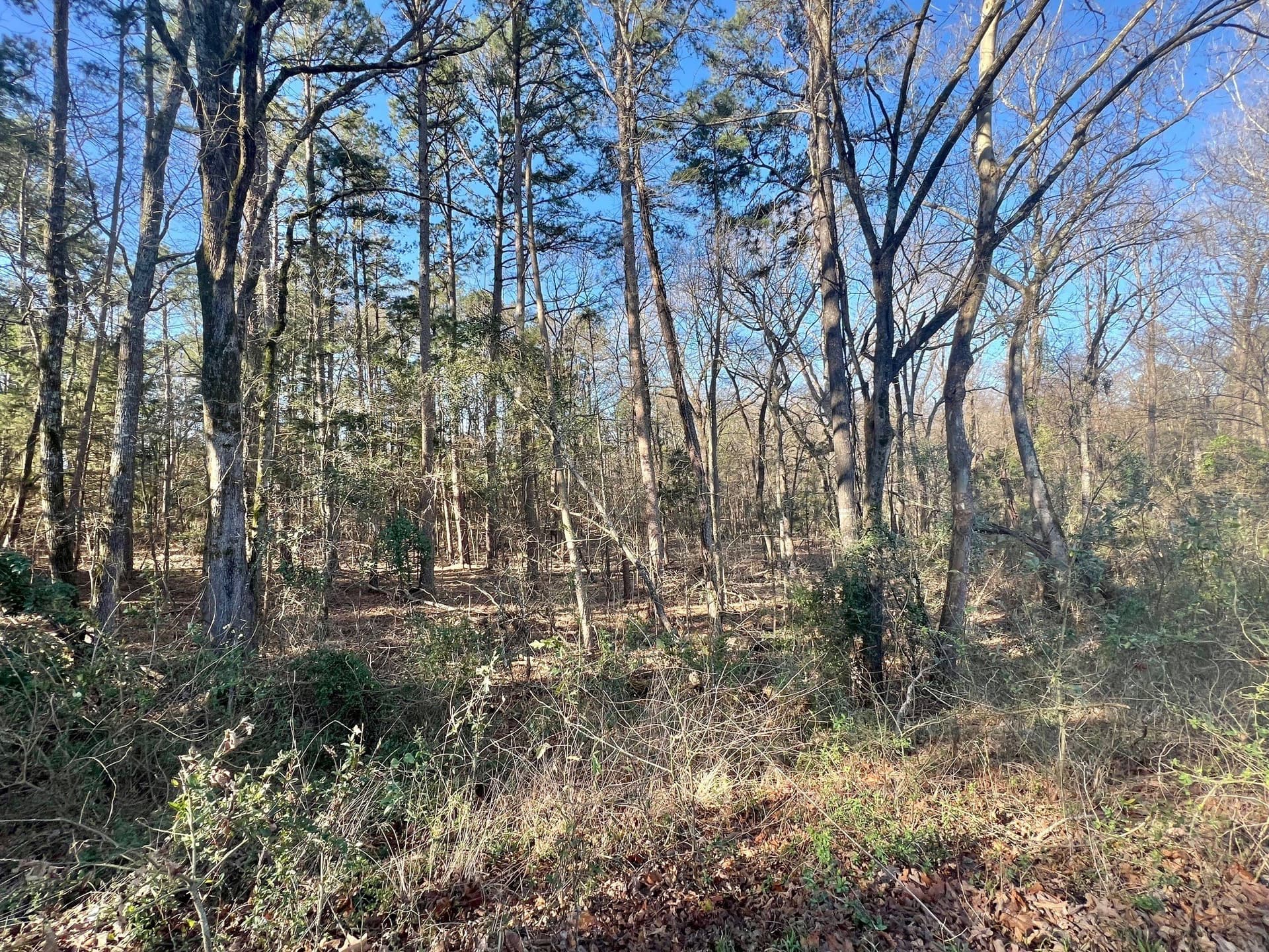 166.63 acres in Titus County - photo 9