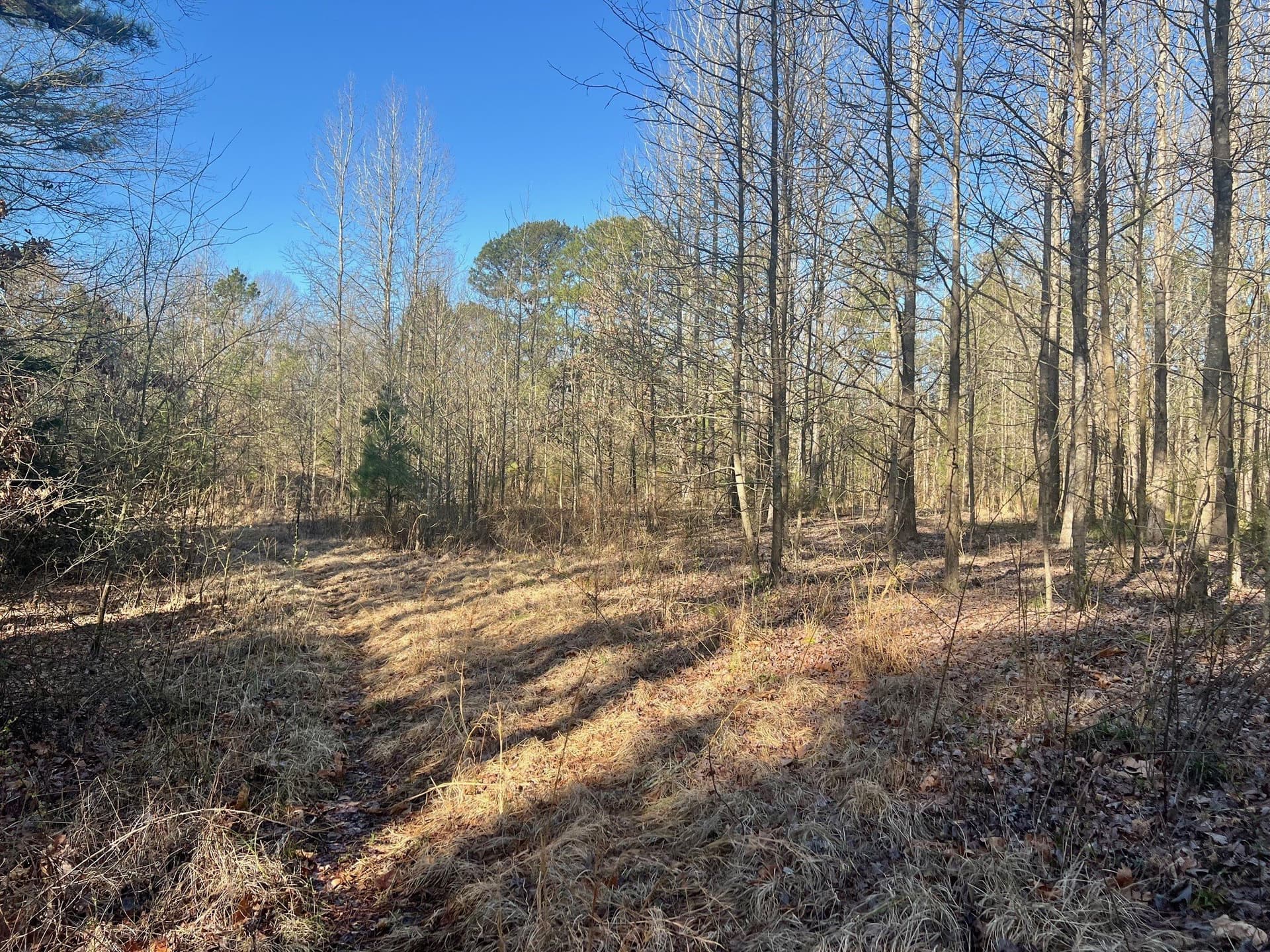 166.63 acres in Titus County - photo 4