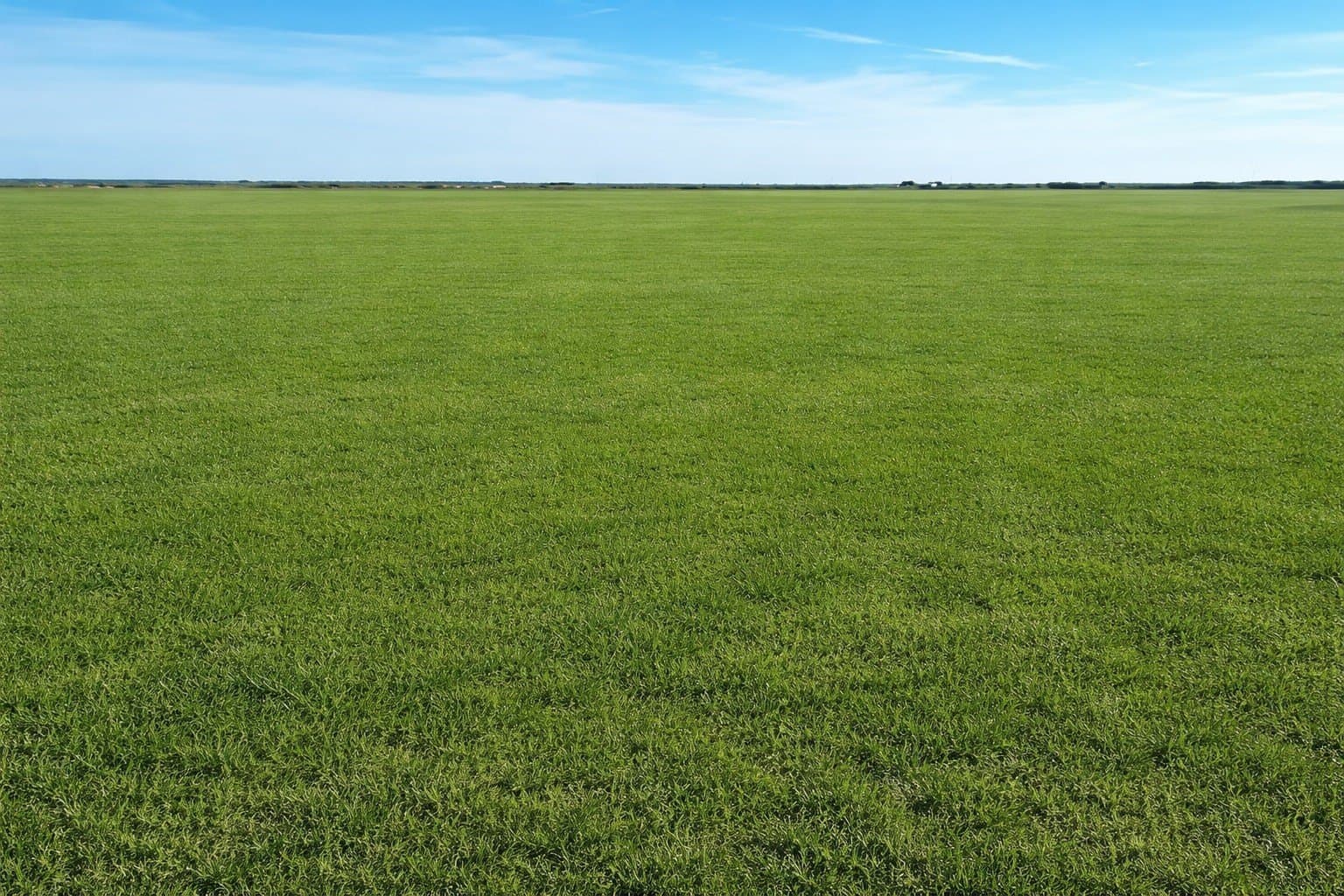 246 acres in Wichita County - photo 3