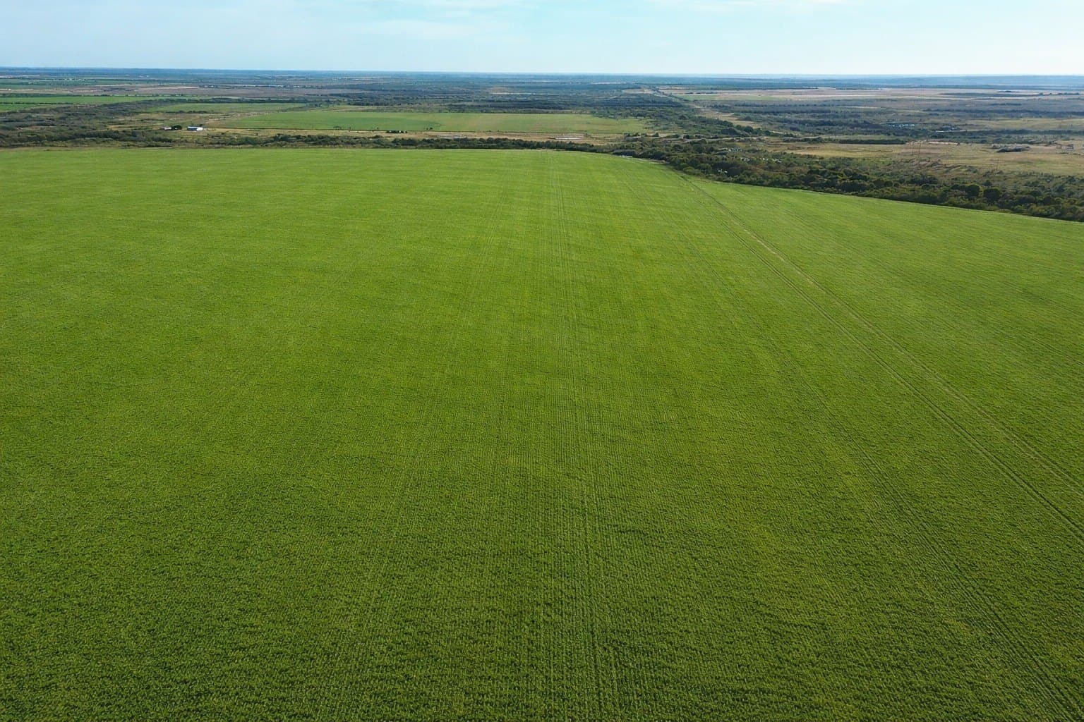 246 acres in Wichita County - photo 5
