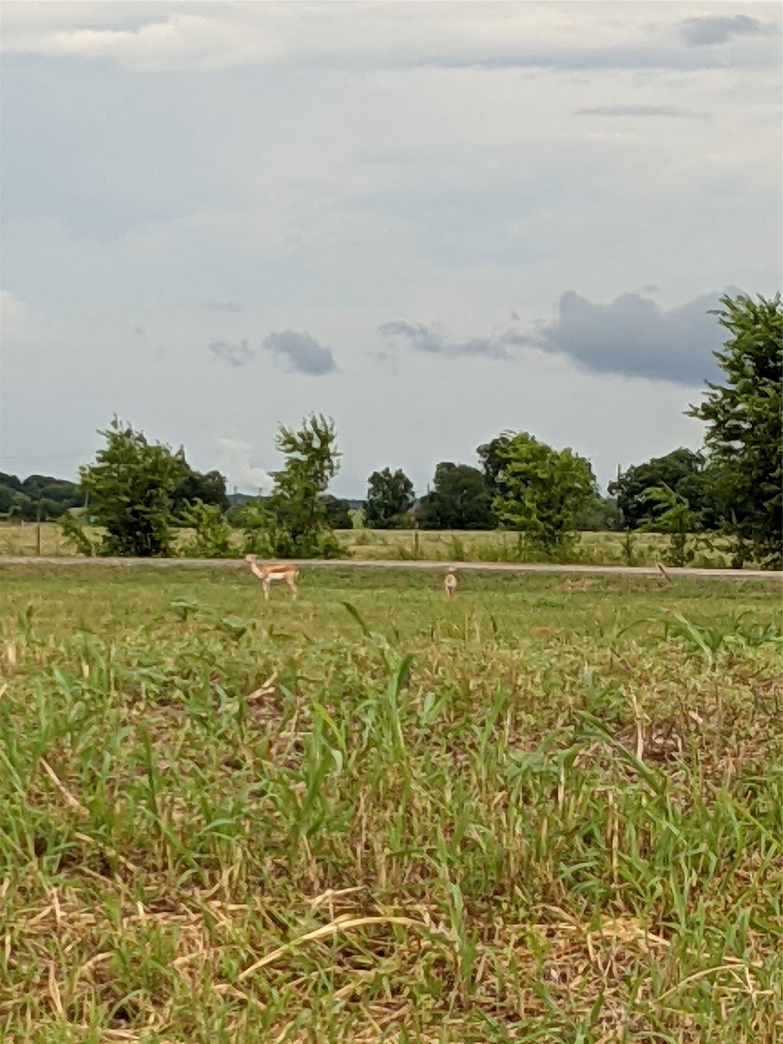 11.01 acres in Falls County - photo 12