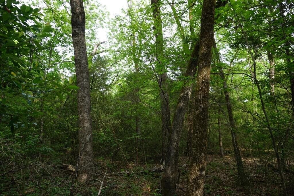 45 acres in Henderson County - photo 11
