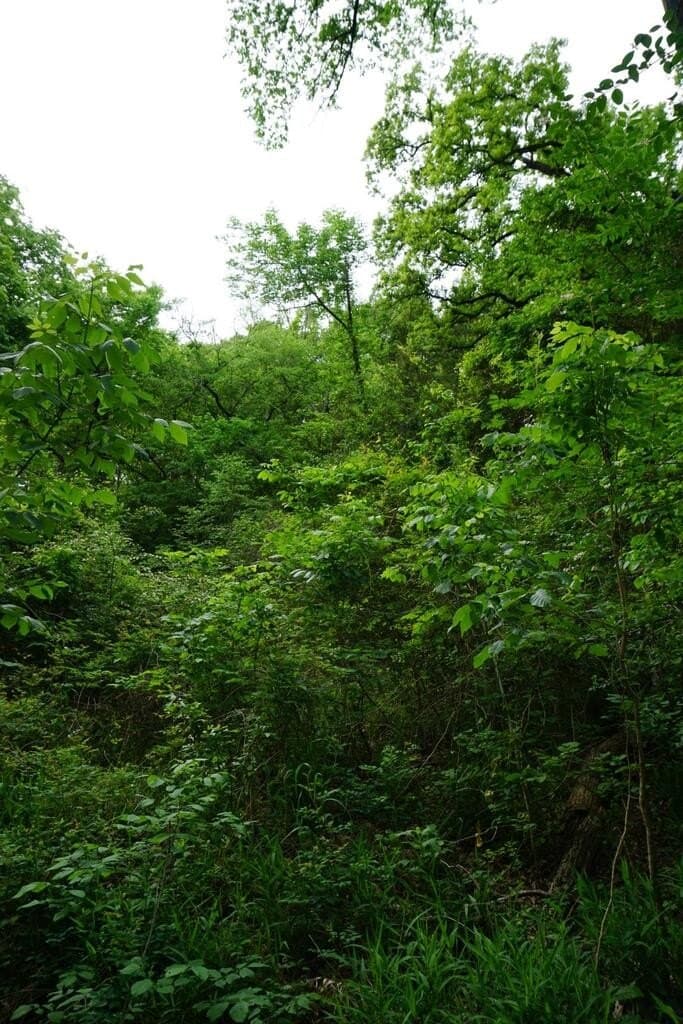 45 acres in Henderson County - photo 5