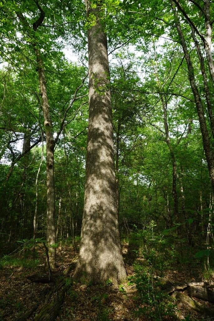45 acres in Henderson County - photo 8