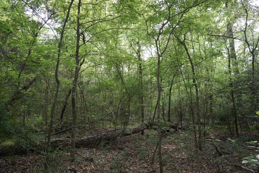 45 acres in Henderson County - photo 13