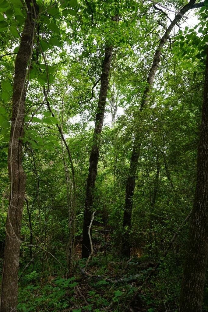 45 acres in Henderson County - photo 7