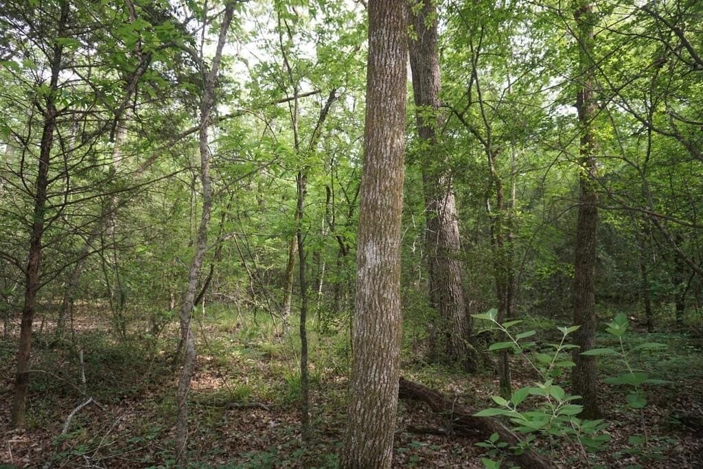 45 acres in Henderson County - photo 12