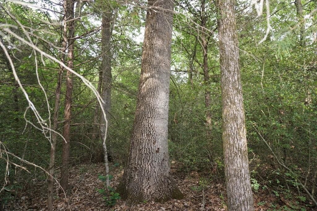 45 acres in Henderson County - photo 14