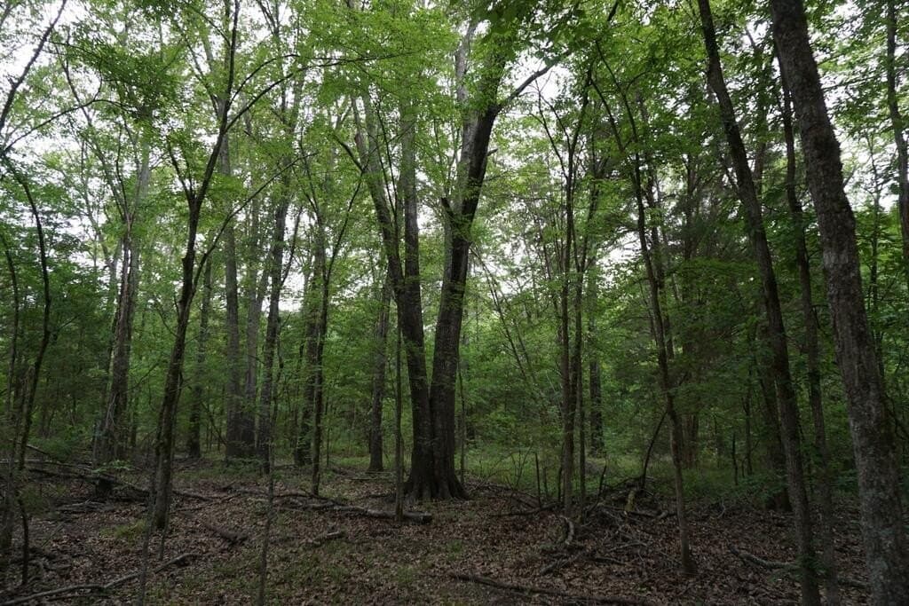 45 acres in Henderson County - photo 23