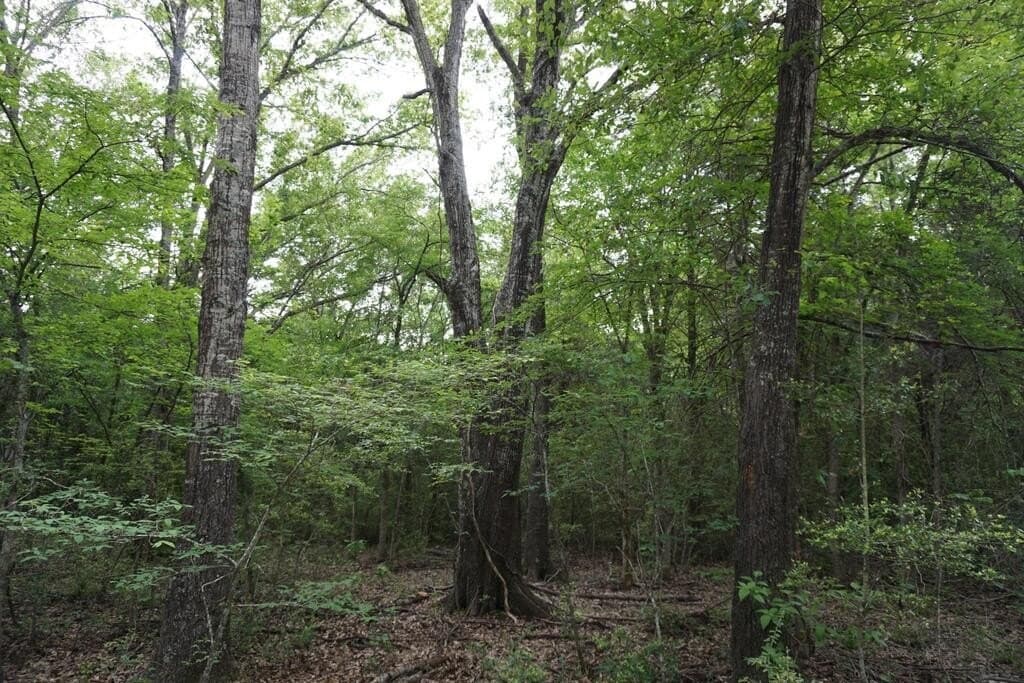 45 acres in Henderson County - photo 17