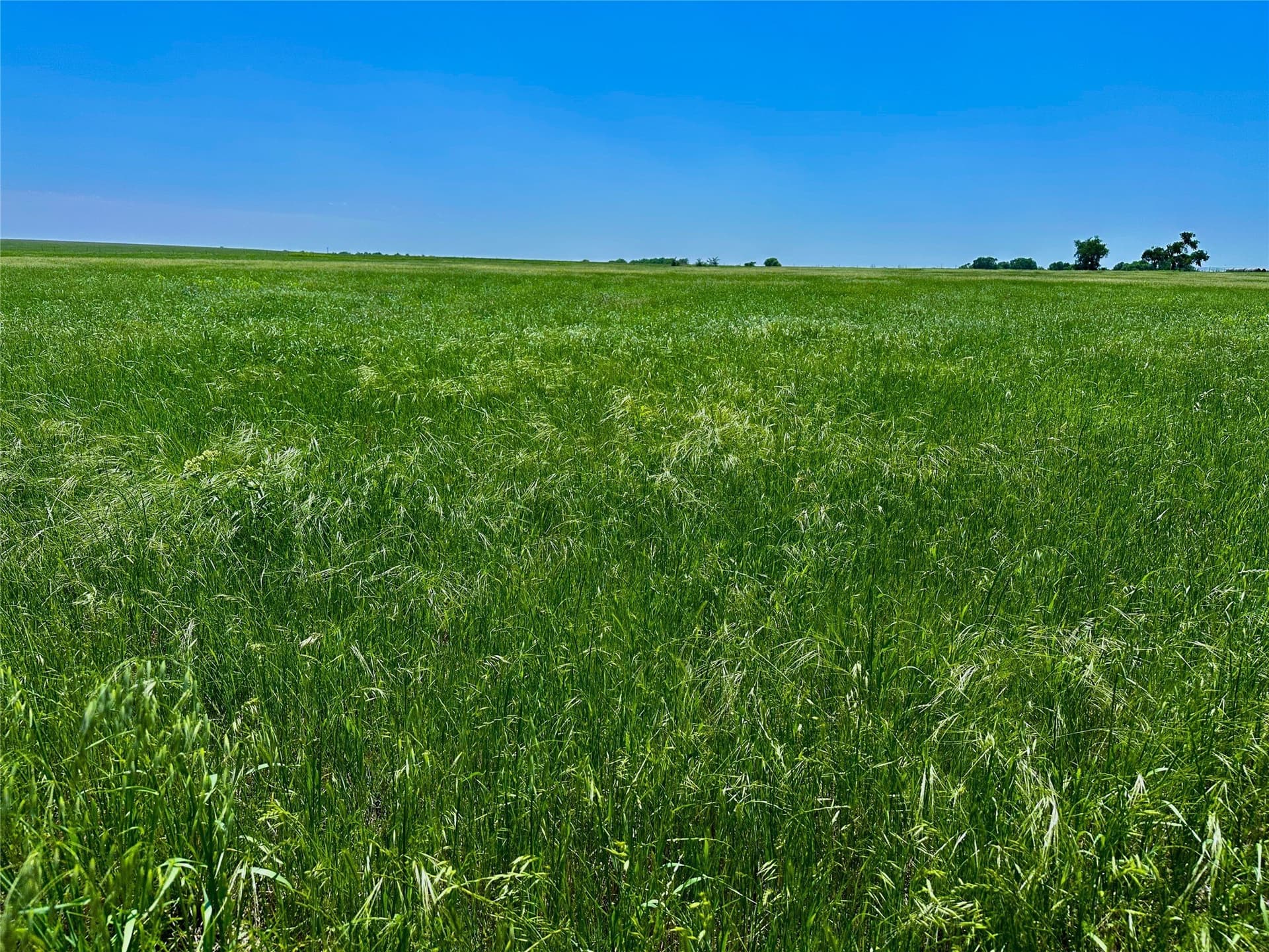 50 acres in Cooke County gallery image 4