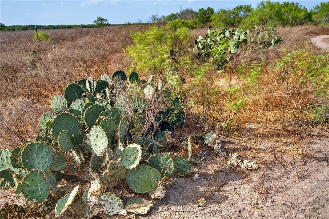 105 acres in Jim Wells County - photo 51