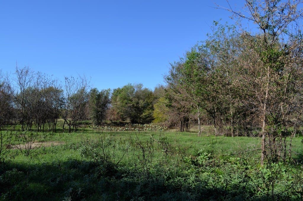 15.01 acres in Van Zandt County gallery image 4