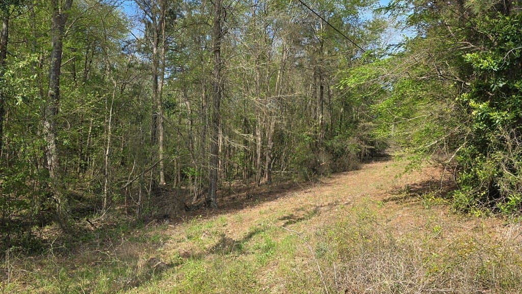 11.4 acres in Texas County gallery image 3
