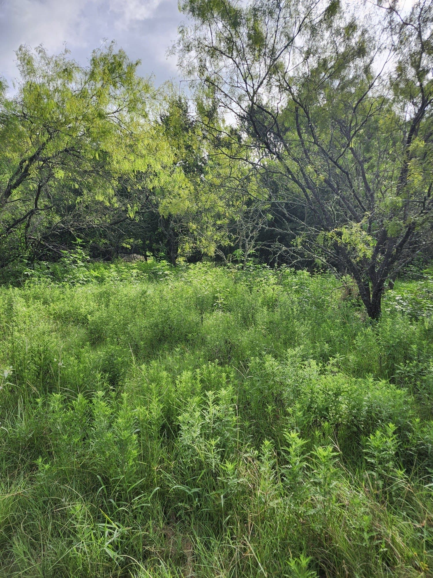 4.2 acres in Falls County - photo 6