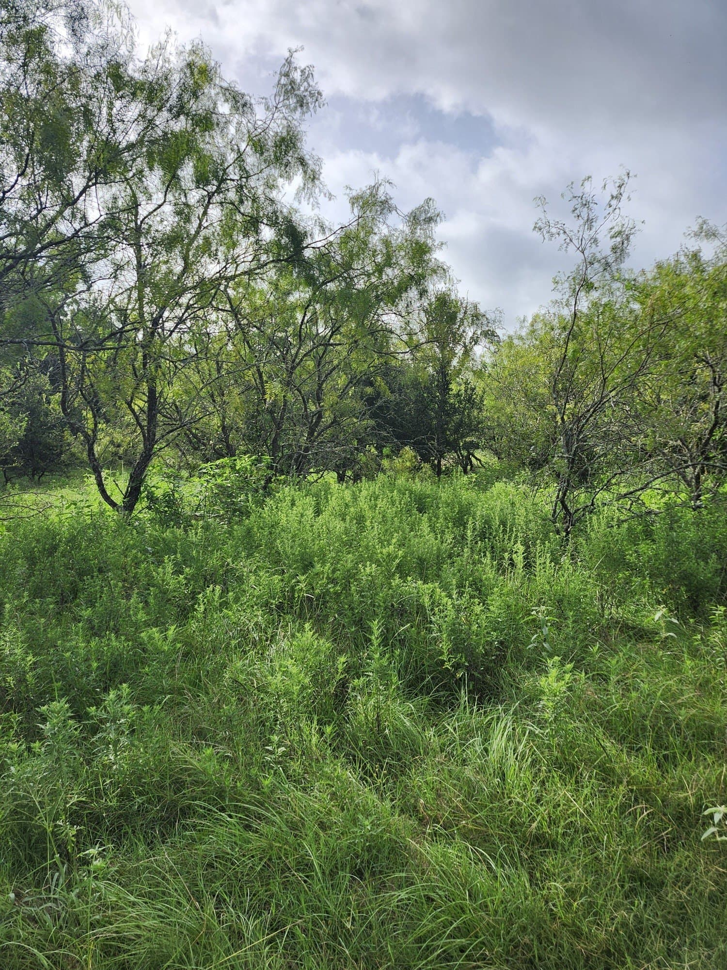 4.2 acres in Falls County gallery image 3