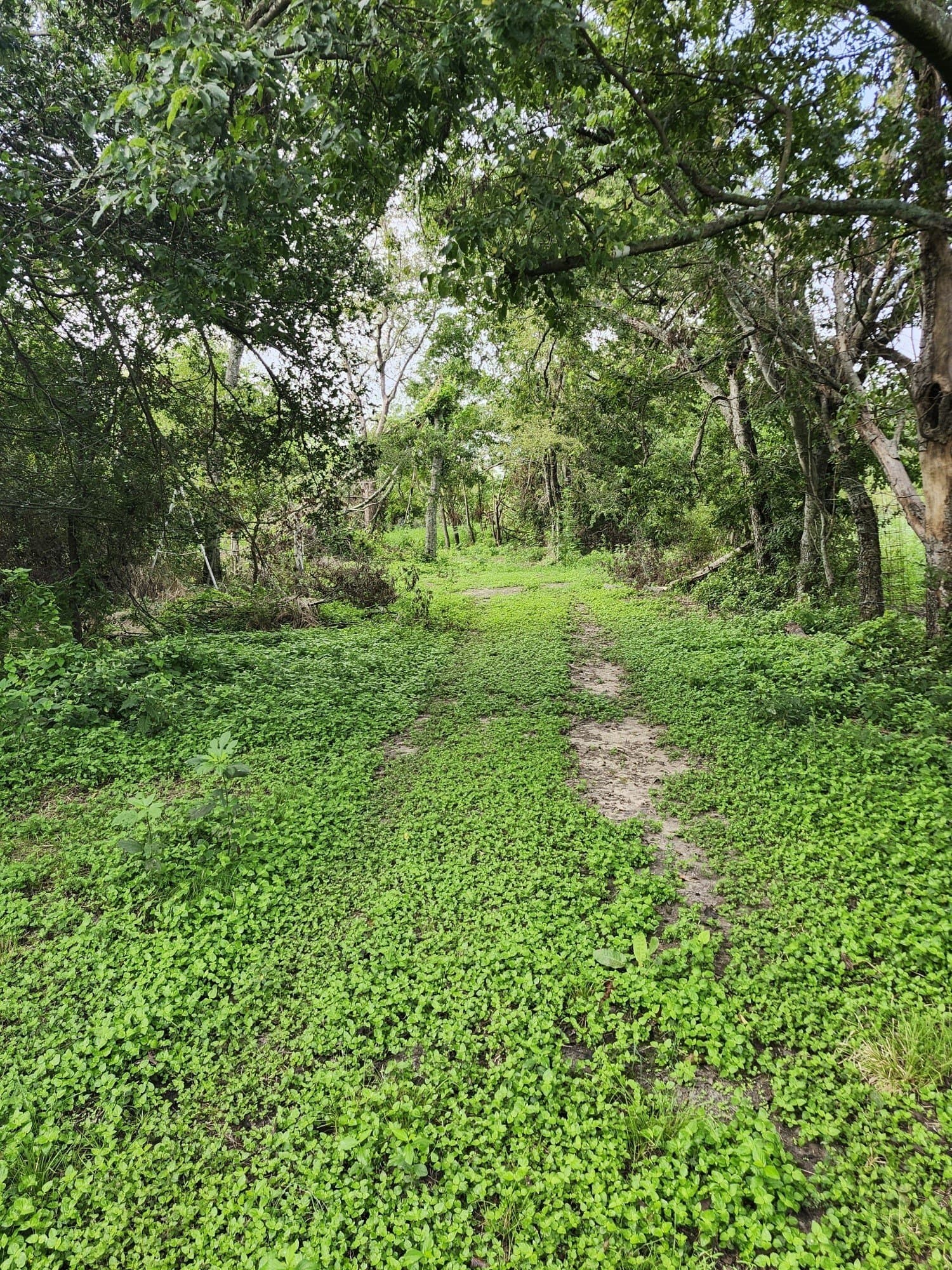 4.2 acres in Falls County gallery image 2