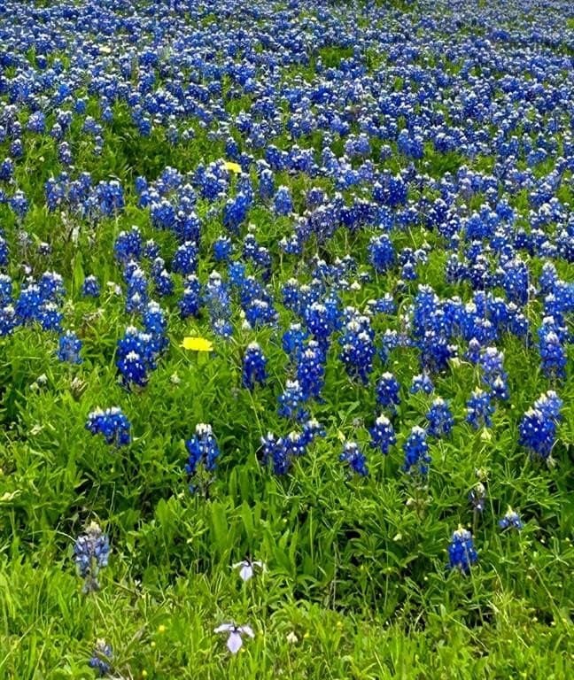 35 acres in Colorado County gallery image 2