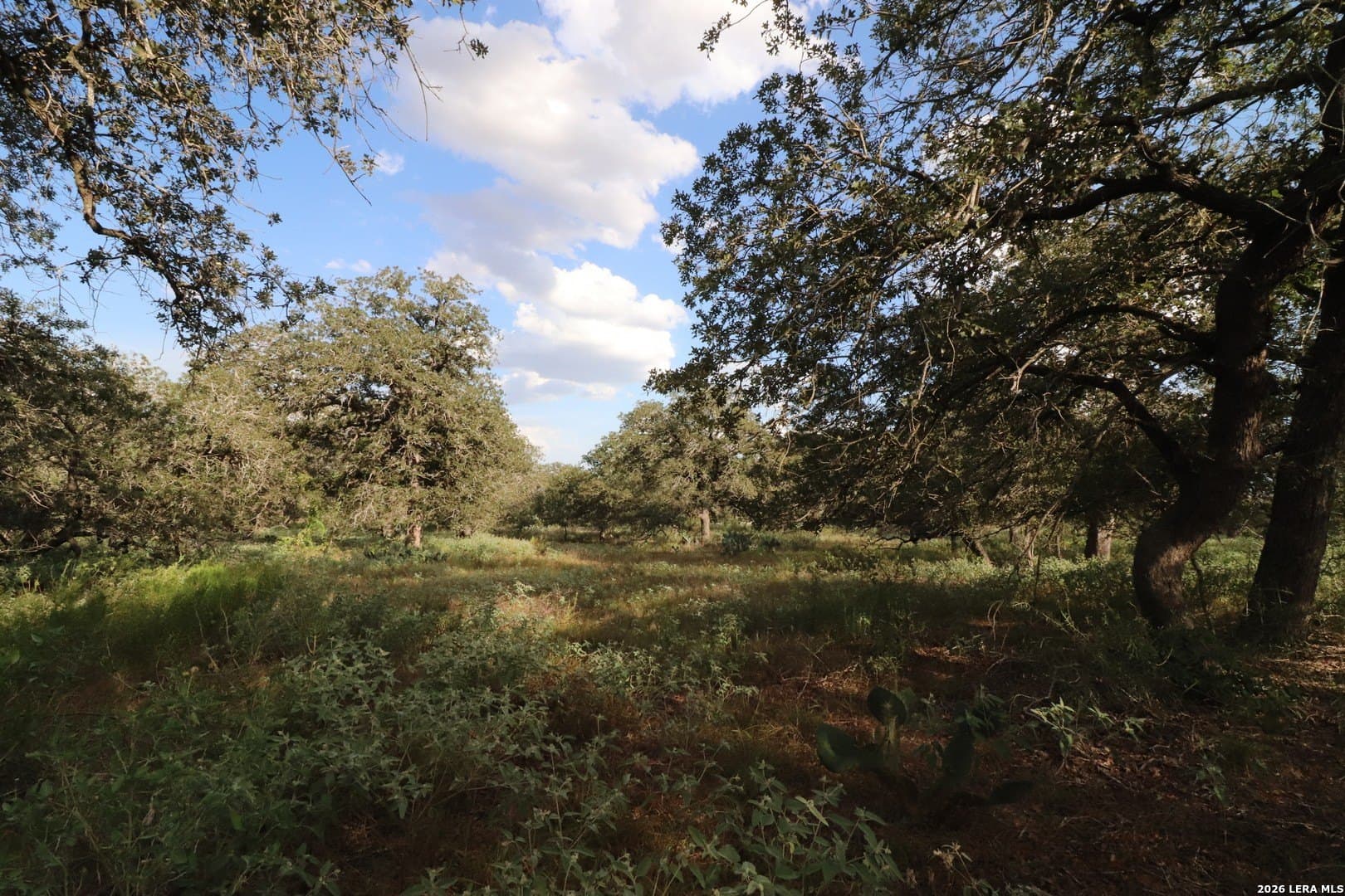 36 acres in Wilson County - photo 4