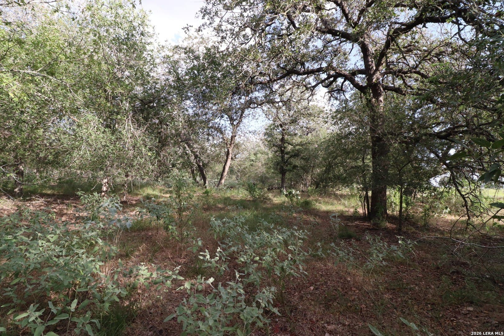 36 acres in Wilson County - photo 22