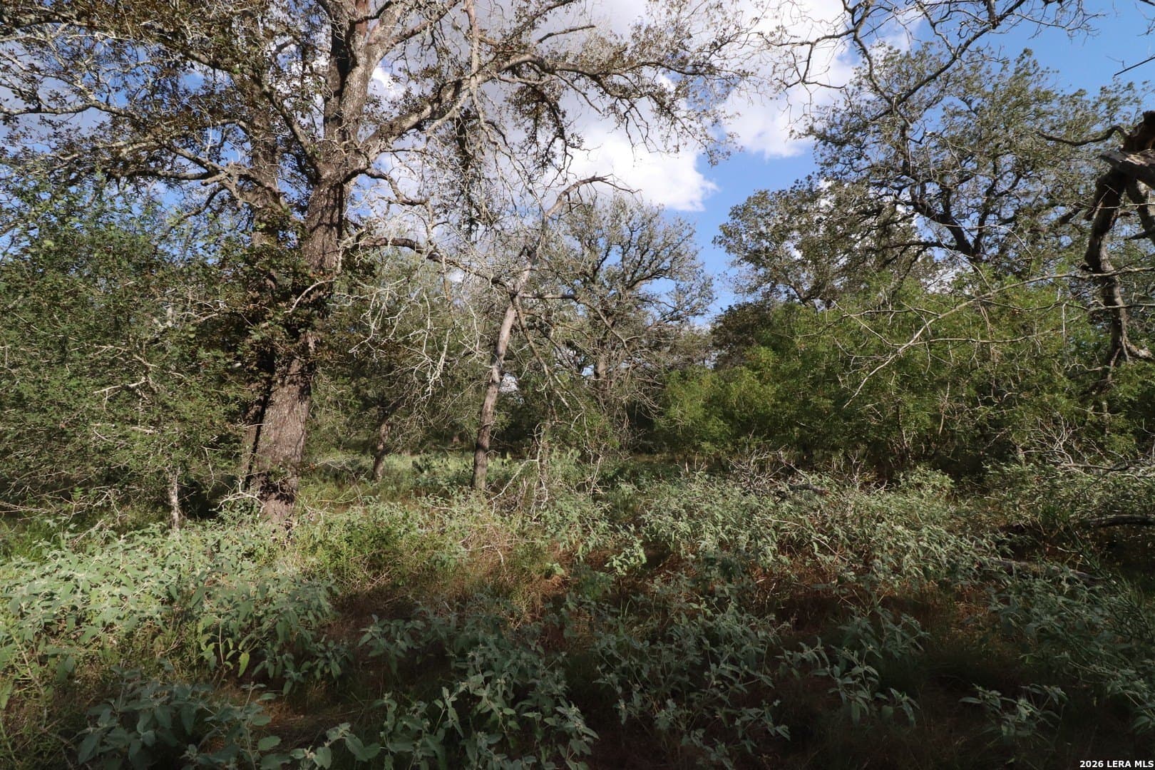 36 acres in Wilson County - photo 20