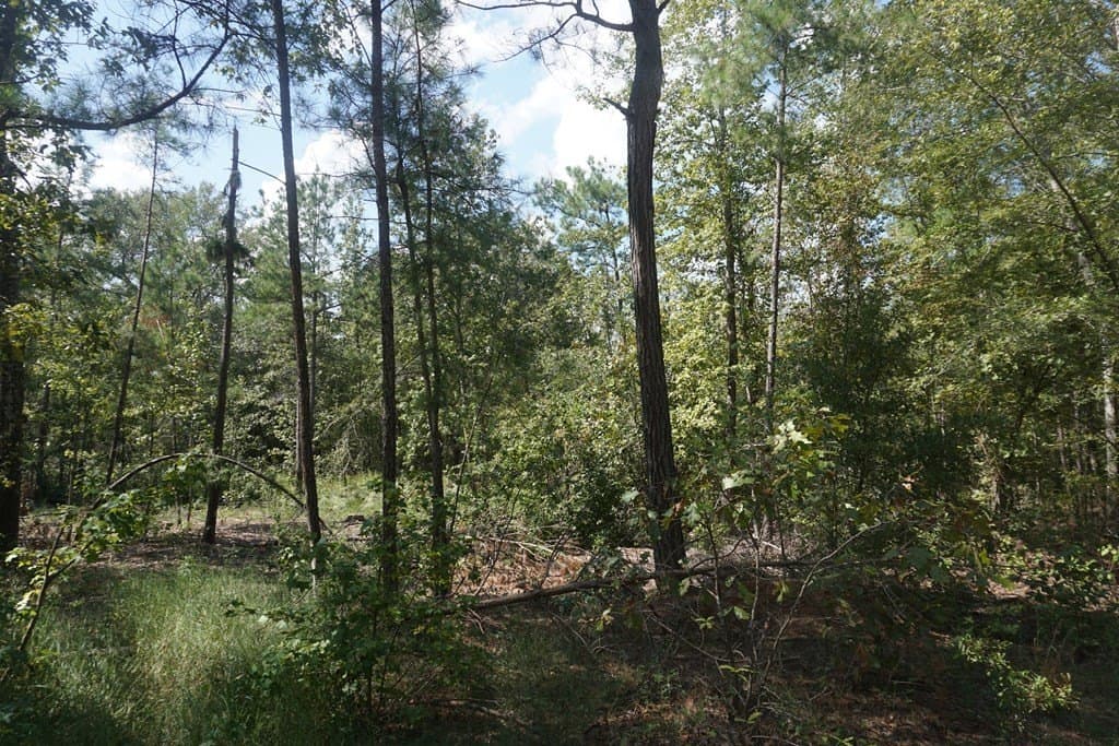 25.84 acres in ANDERSON County - photo 6