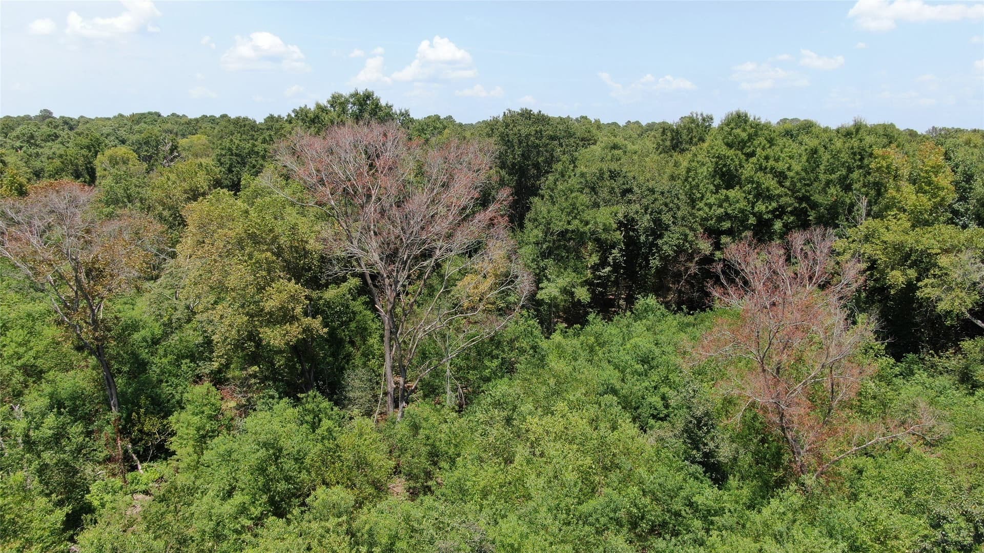9.12 acres in Henderson County - photo 25