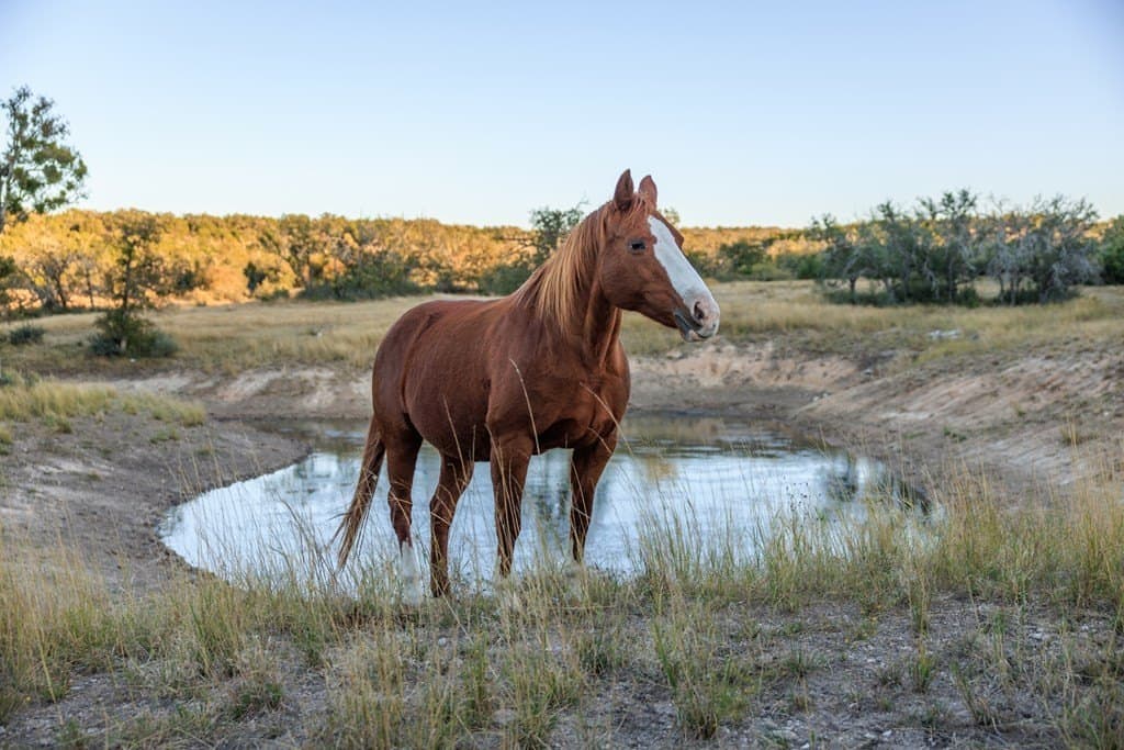 39.9 acres in Gillespie County - photo 13