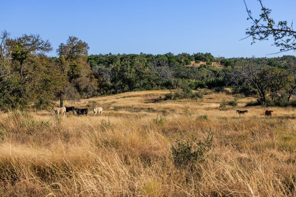 39.9 acres in Gillespie County - photo 28