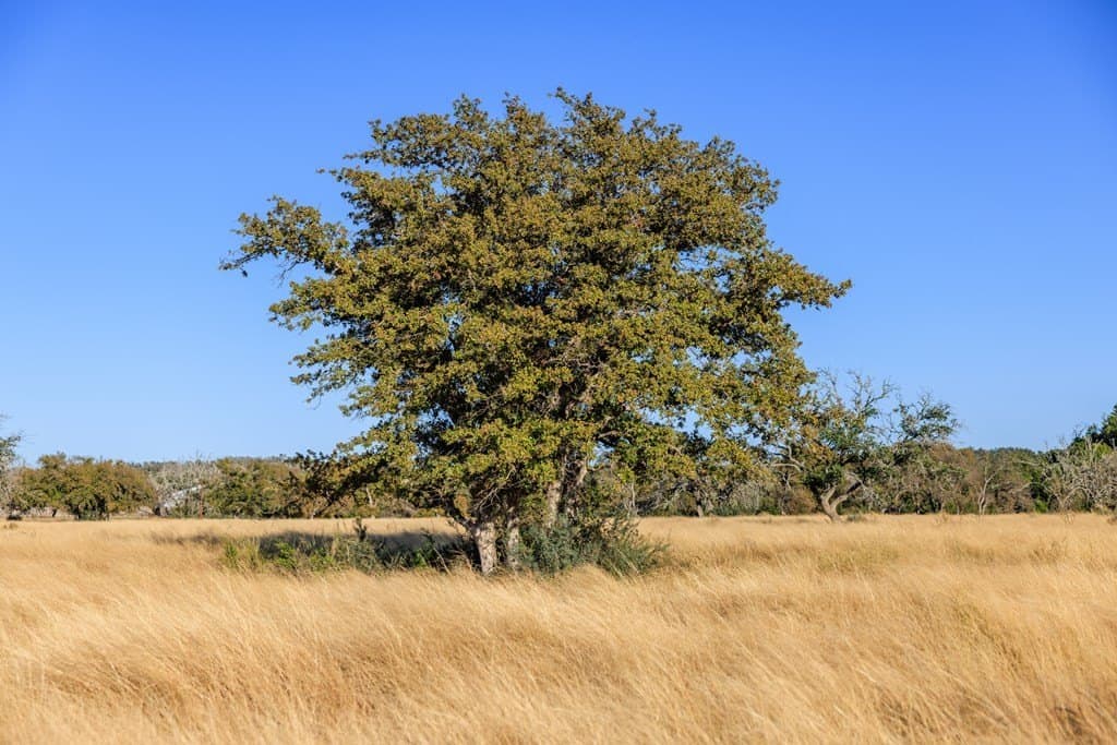 39.9 acres in Gillespie County - photo 46