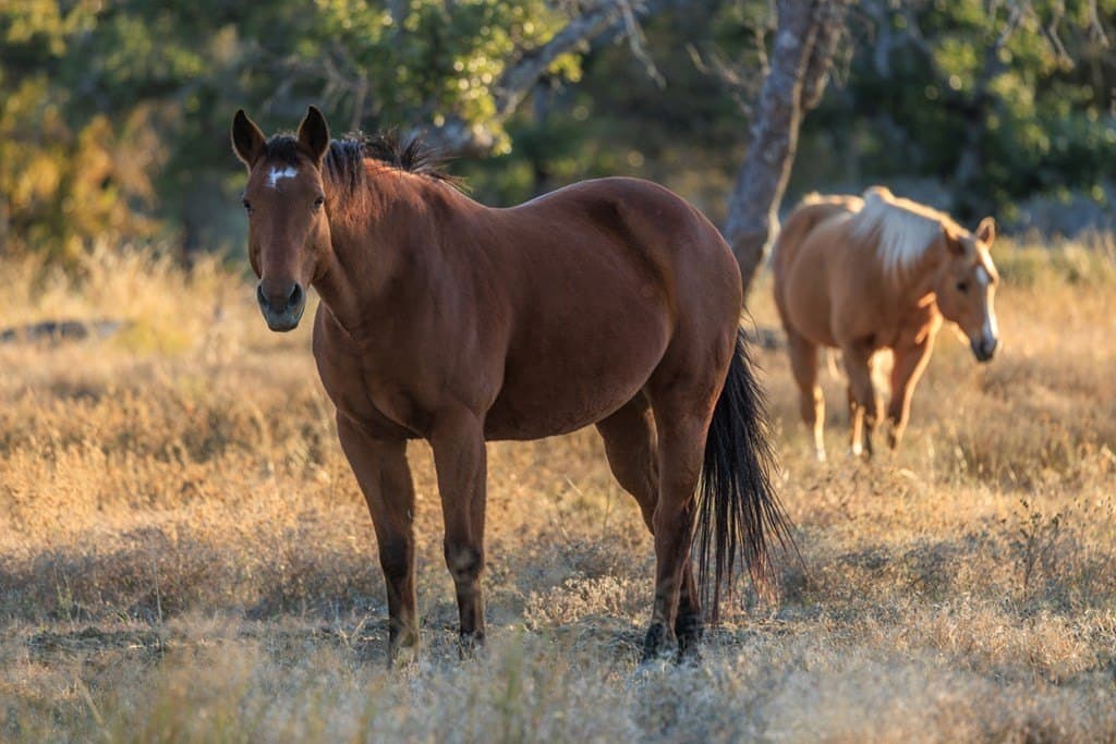 39.9 acres in Gillespie County - photo 9