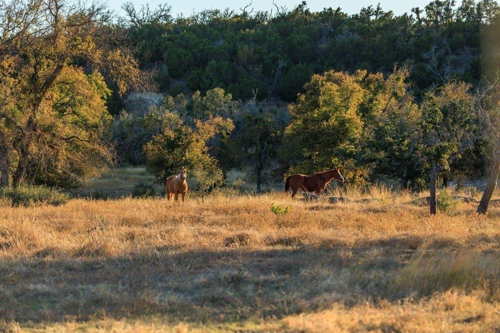 39.9 acres in Gillespie County - photo 7