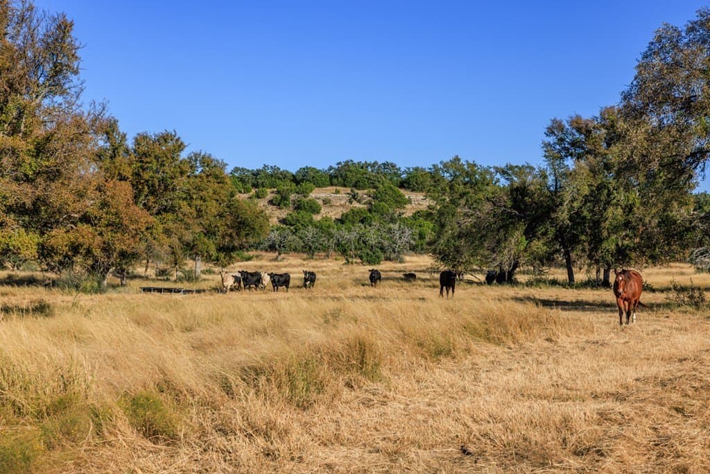 39.9 acres in Gillespie County - photo 31