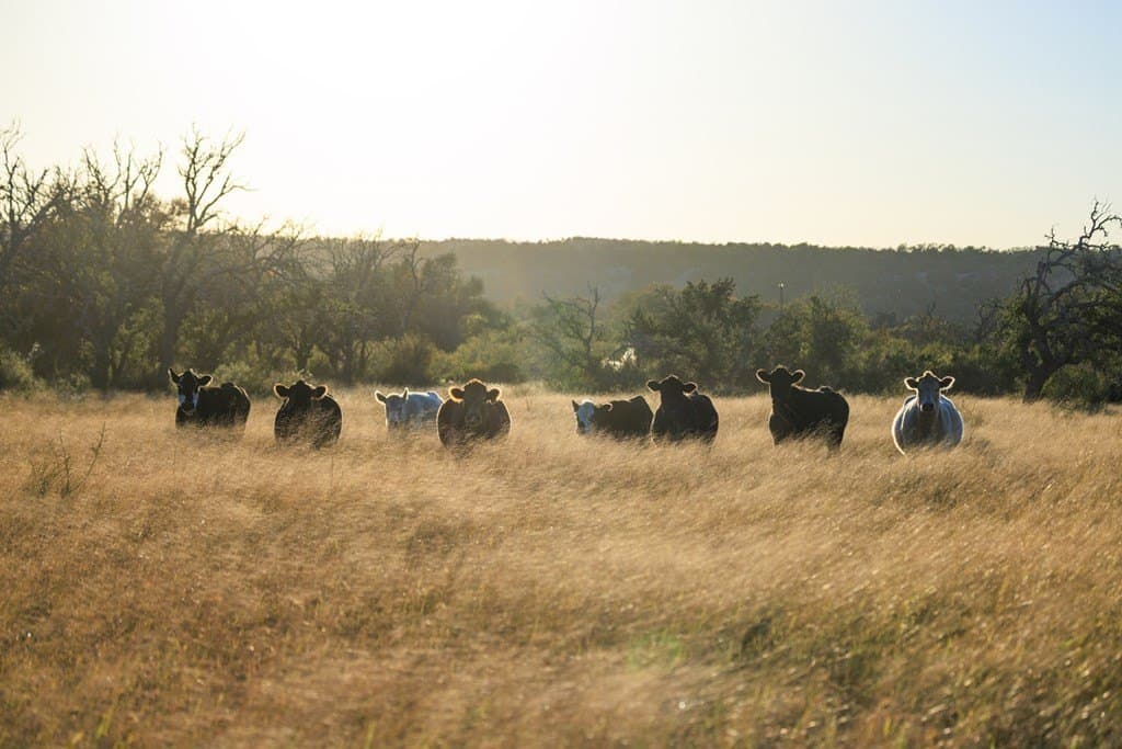 39.9 acres in Gillespie County - photo 8