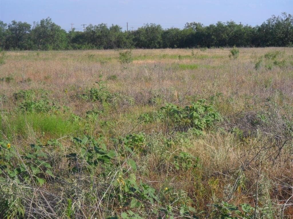 20.6 acres in Taylor County gallery image 3