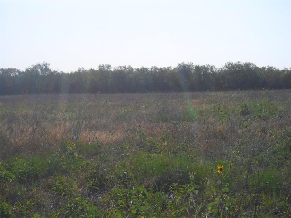 20.6 acres in Taylor County gallery image 4