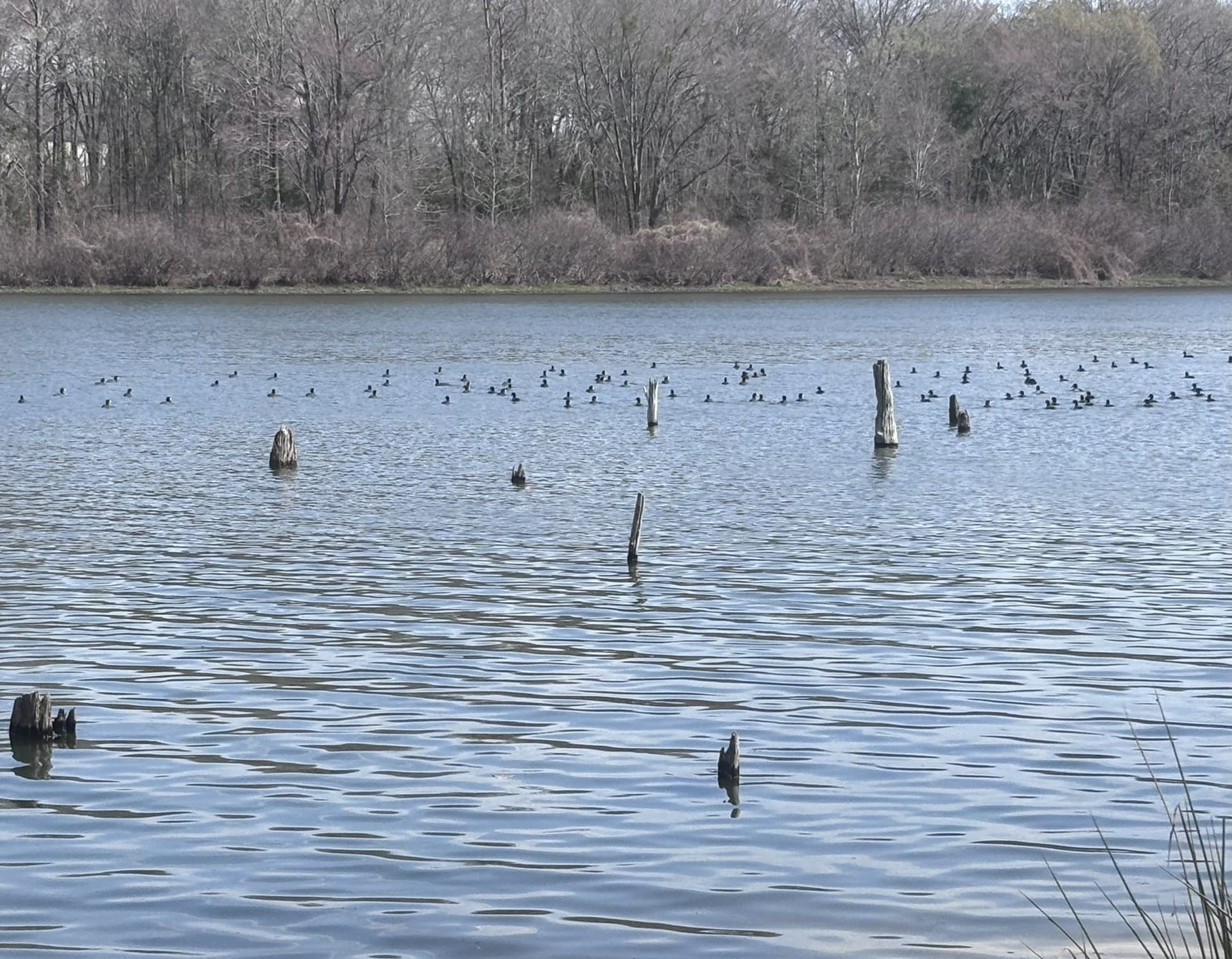 0.52 acres in Wood County - photo 13