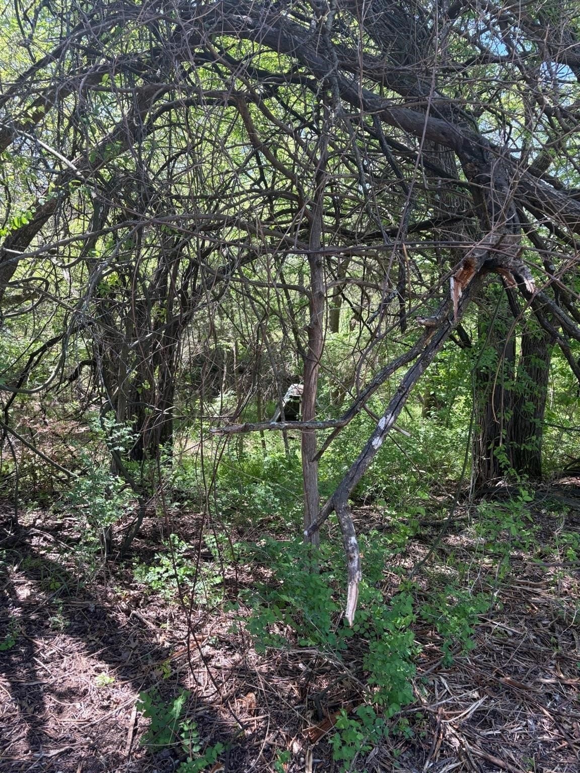 6.21 acres in Grayson County - photo 14